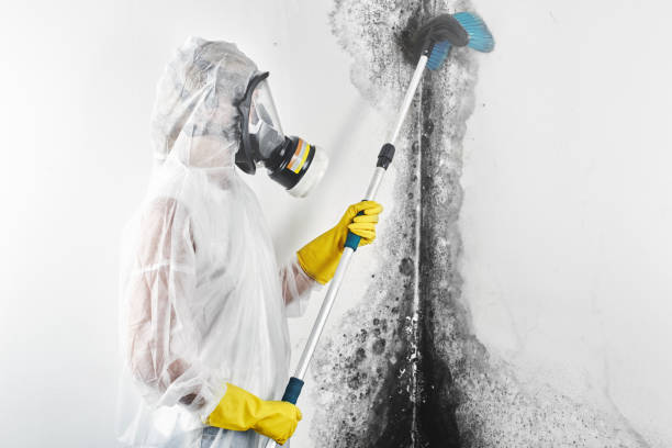 Best Mold Remediation for Vacation Homes  in Eddyville, KY